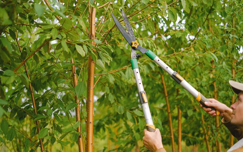 Tree trimming in Spencer, WI
